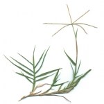 Cynodon Dactylon (L.) Pers. (Köpek Dişi Ayrığı)